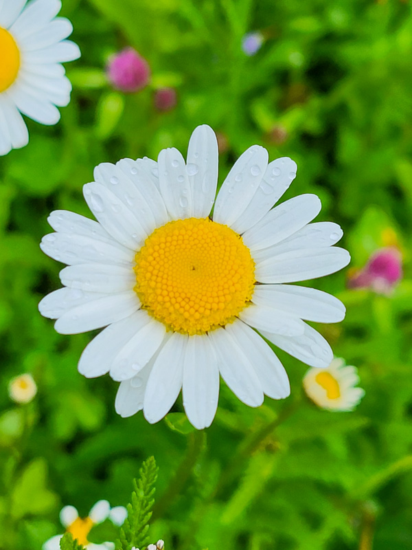 flora & fauna in Silz, Tirol